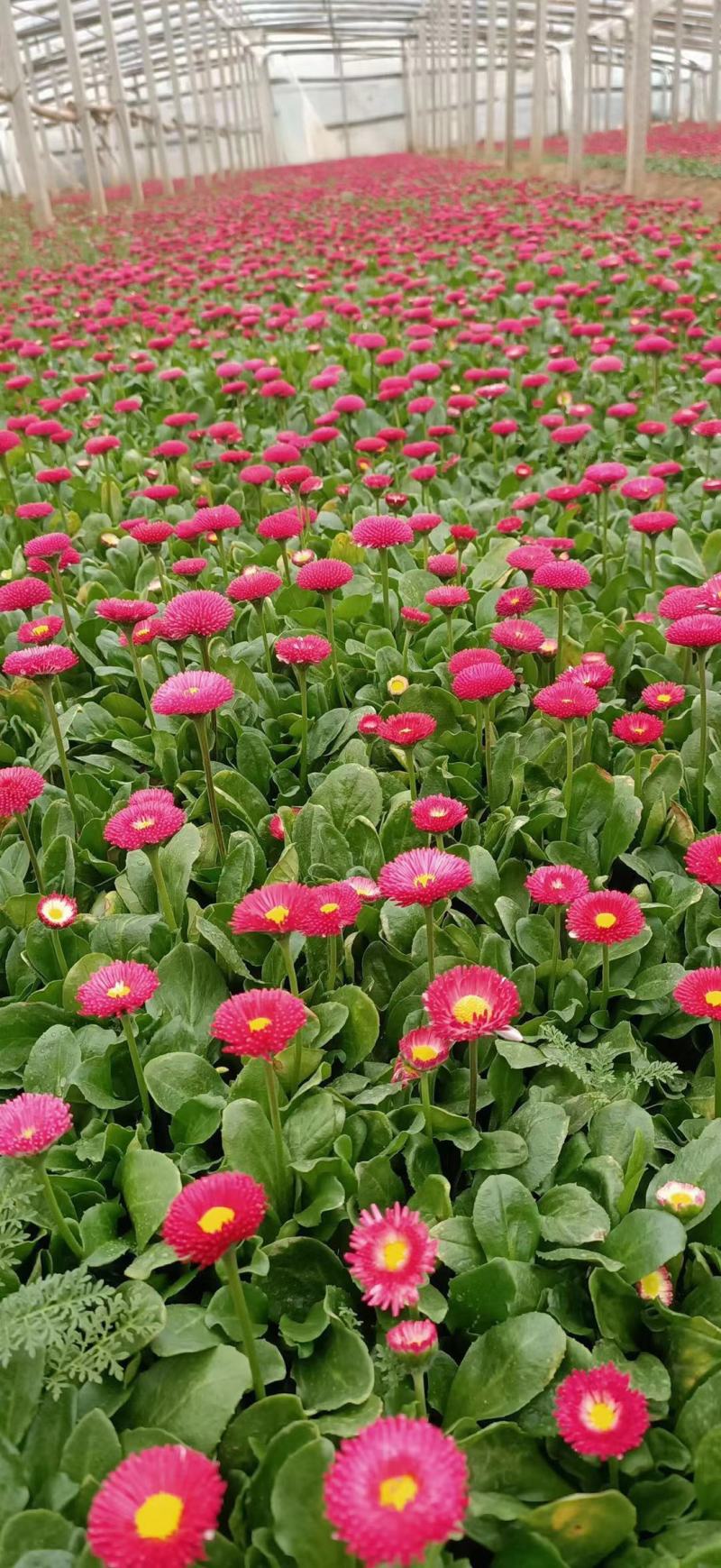 雏菊大量种植需要的老板电话询价价格低质量优
