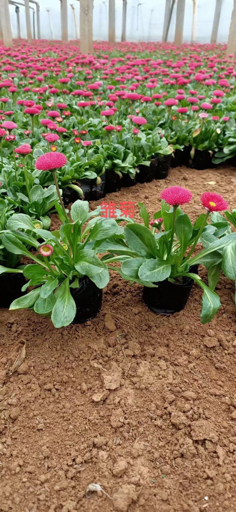 雏菊大量种植需要的老板电话询价价格低质量优