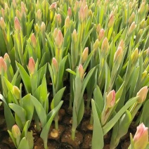 郁金香，种植基地直发，需要的老板询价价格低