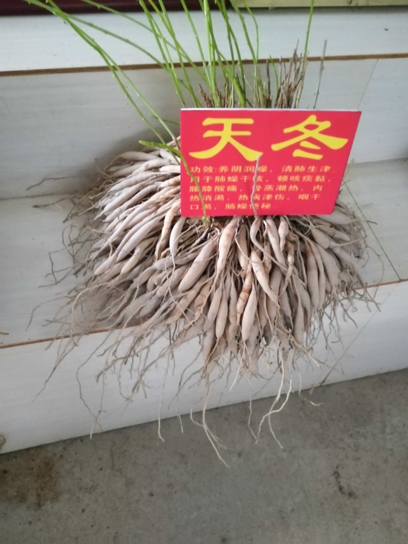 良种大天冬苗薯多苗壮