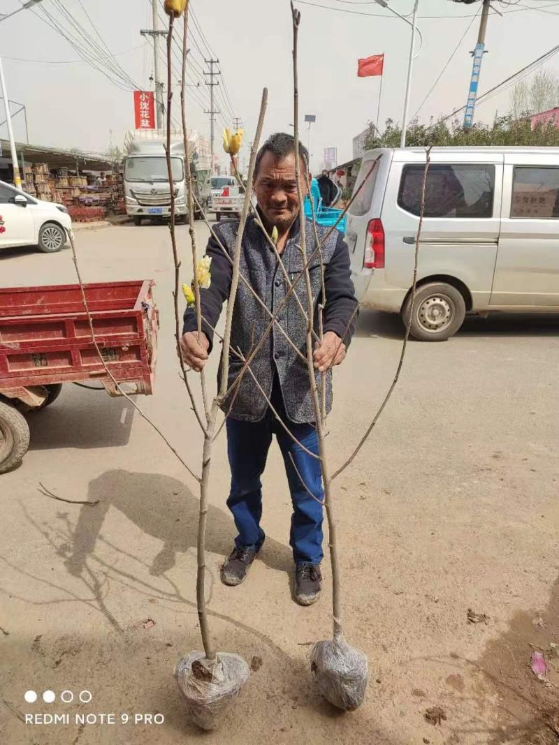 玉兰苗紫玉兰黄玉兰胶红一号白玉兰庭院绿化苗木