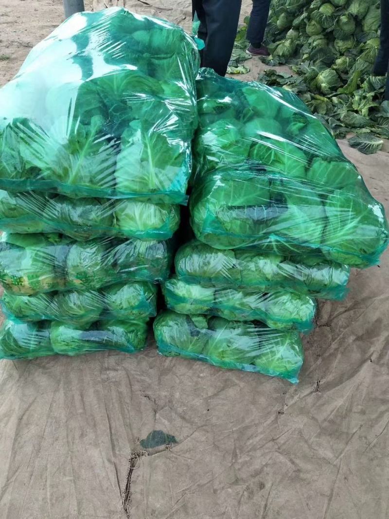 山东甘蓝，长期供应，诚信经营，质量保证，视频看货欢迎致电
