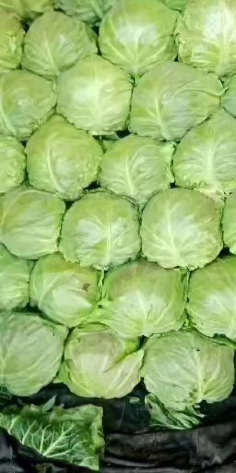 山东甘蓝，长期供应，诚信经营，质量保证，视频看货欢迎致电
