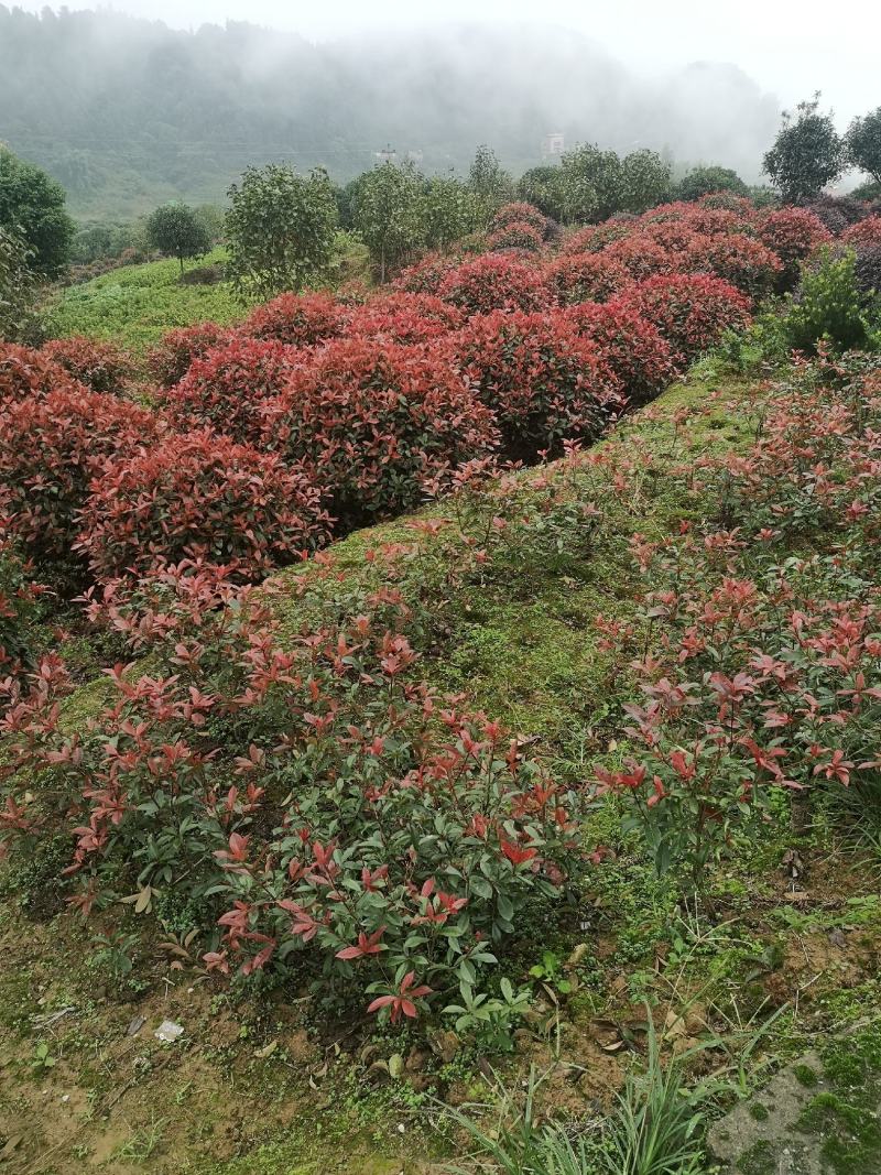 重庆批发各种红叶石楠净球小苗毛球等各种红叶石楠