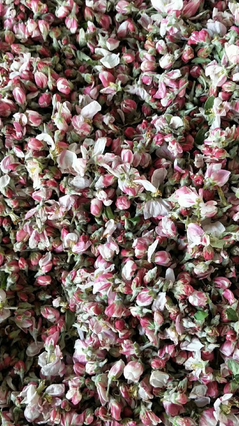 苹果花粉，苹果花粉加工高活性花药，毛粉