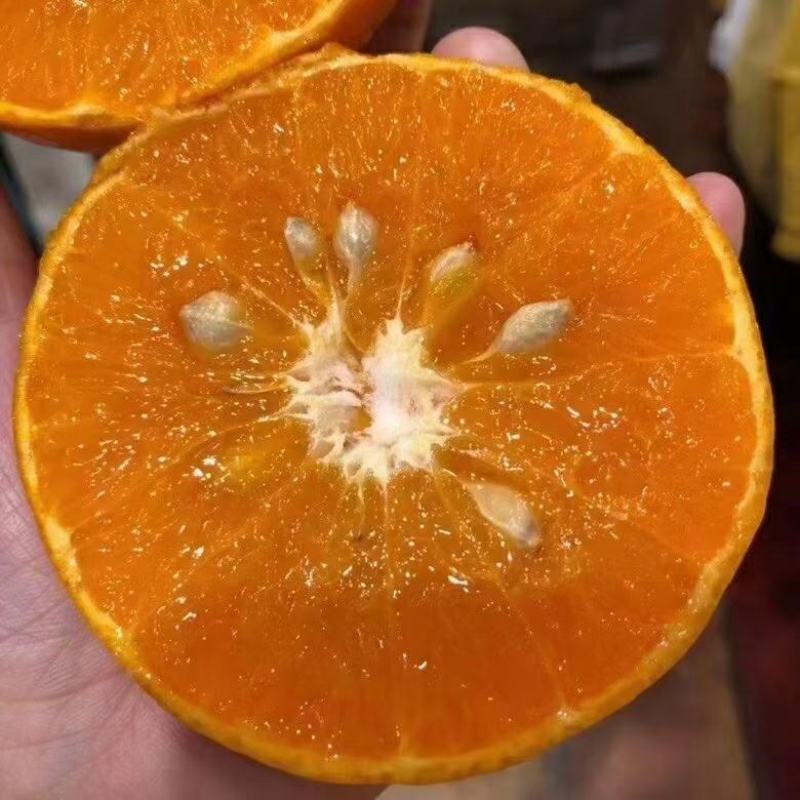 皮薄多汁柑橘味浓茂谷柑出售急求老板前来洽谈