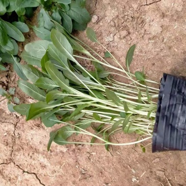 大花飞燕草价格大花飞燕草种植基地