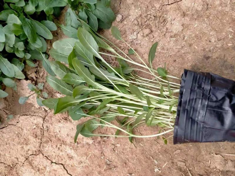 大花飞燕草价格大花飞燕草种植基地
