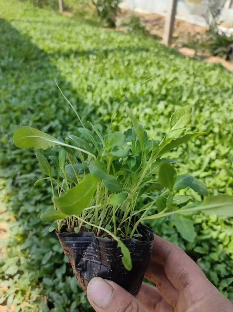 大花飞燕草价格大花飞燕草种植基地