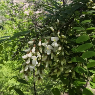 2021新鲜槐花马上上市