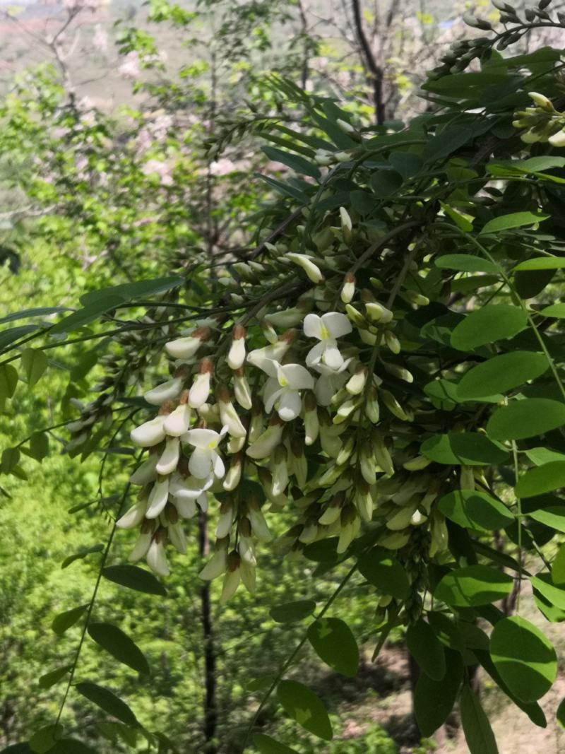 2021新鲜槐花马上上市