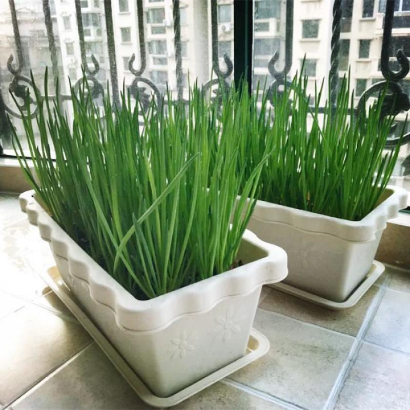 四季香葱葱苗自家种植的春季移栽葱苗长白大葱