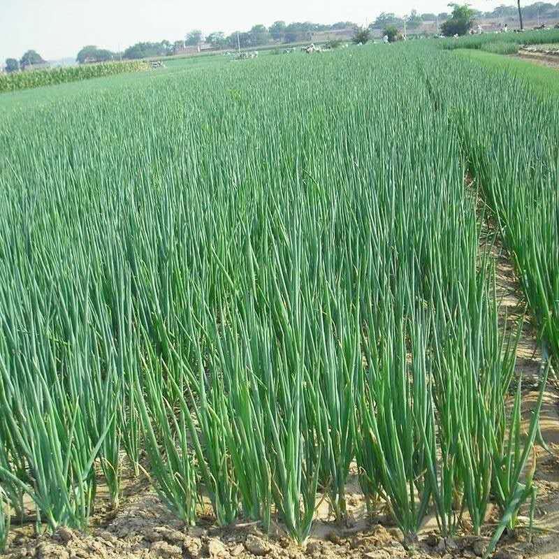 四季香葱葱苗自家种植的春季移栽葱苗长白大葱