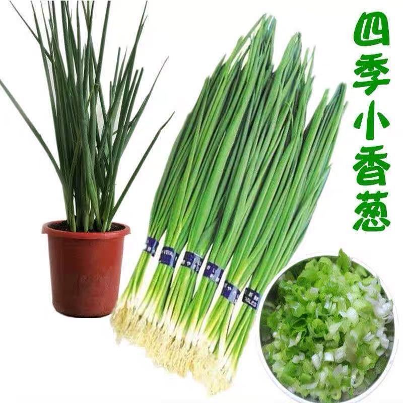 四季香葱葱苗自家种植的春季移栽葱苗长白大葱
