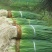 四季香葱葱苗自家种植的春季移栽葱苗长白大葱