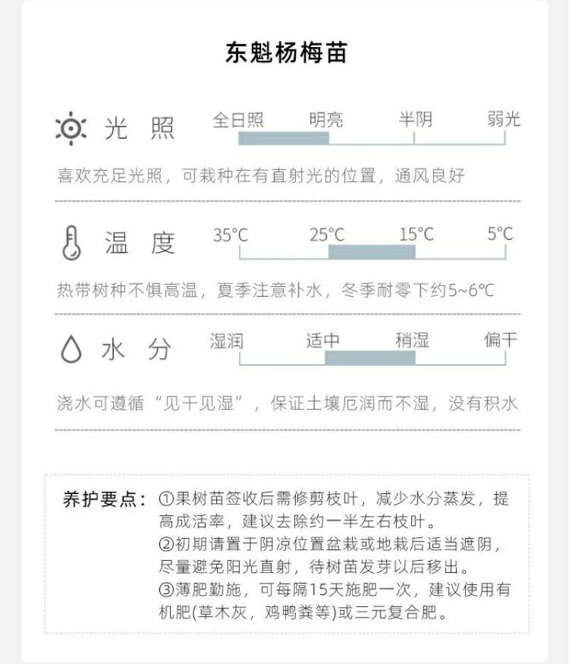 浙江黑炭东魁杨梅树树苗四季果苗嫁接苗品种正宗可鉴别