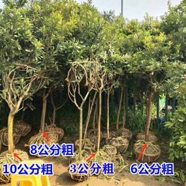 浙江黑炭东魁杨梅树树苗四季果苗嫁接苗品种正宗可鉴别