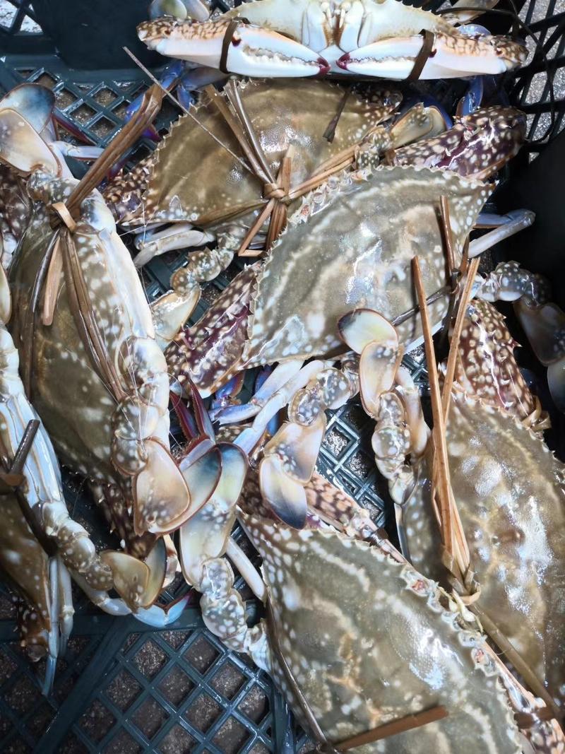 三点蟹，北海本地冬蟹，肉质肥满，品质保证，自助餐，海鲜锅