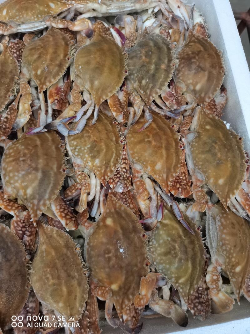 三点蟹，北海本地冬蟹，肉质肥满，品质保证，自助餐，海鲜锅