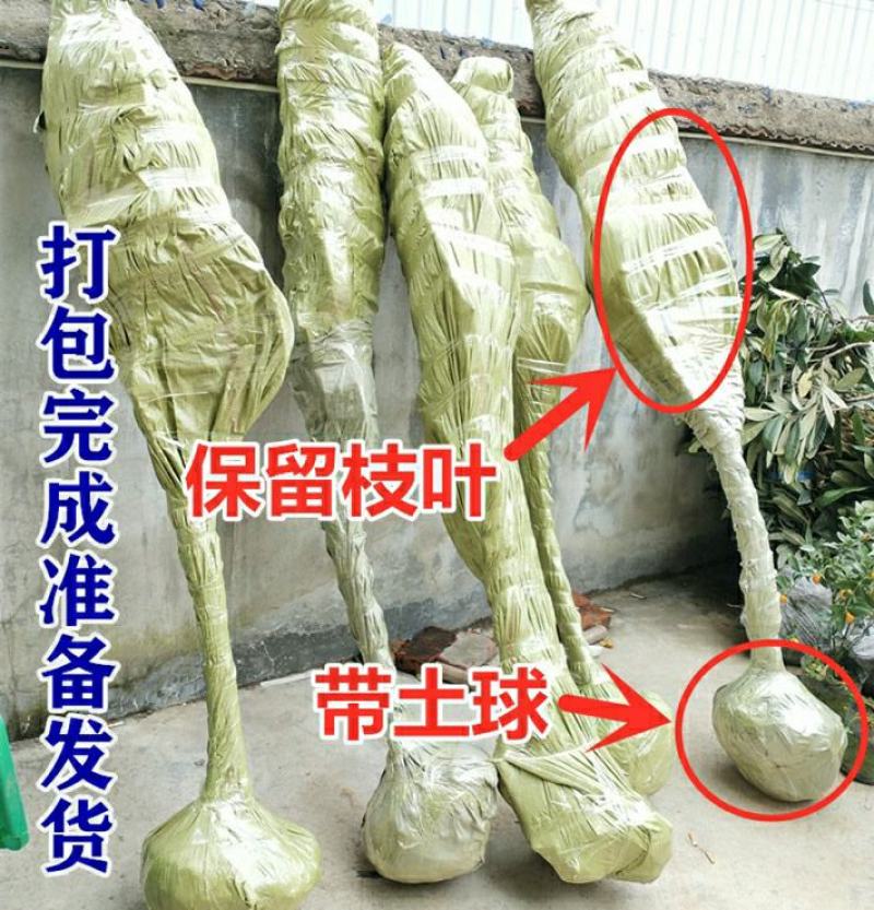 浙江黑炭杨梅树正宗品种可鉴别带土球包邮