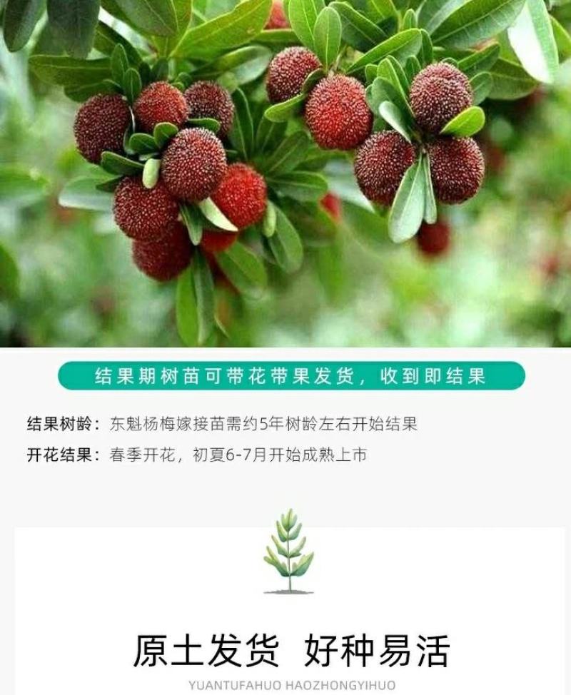 浙江黑炭杨梅树正宗品种可鉴别带土球包邮