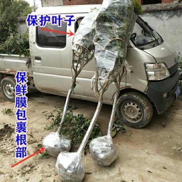 浙江黑炭杨梅树正宗品种可鉴别带土球包邮