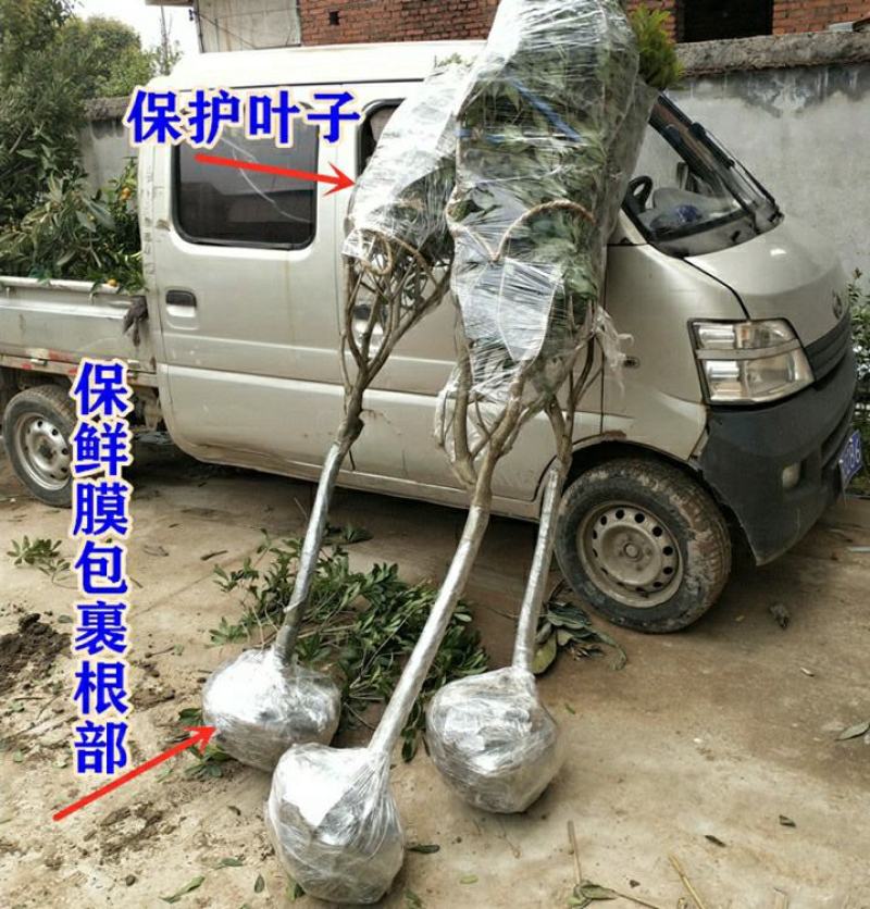 浙江黑炭杨梅树正宗品种可鉴别带土球包邮