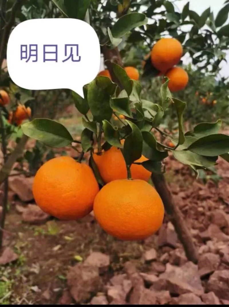 🈶️好货新品种柑橘苗、明日见