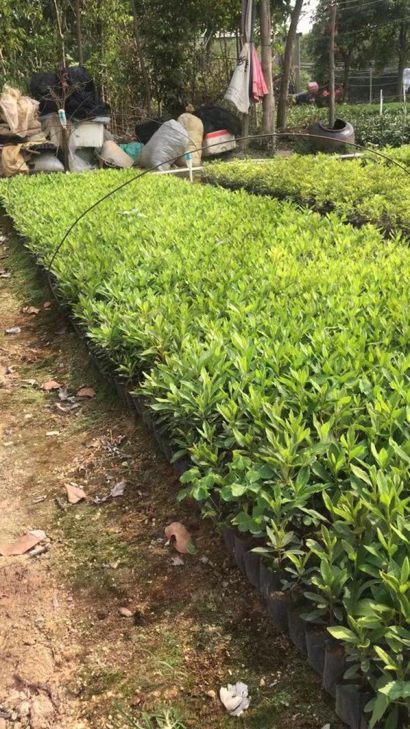 基地直供小袋中袋毛杜鹃