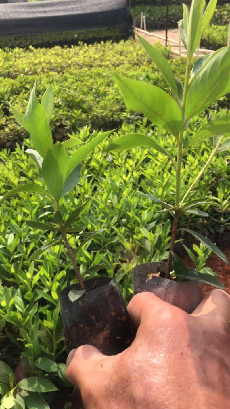 基地直供小袋中袋毛杜鹃