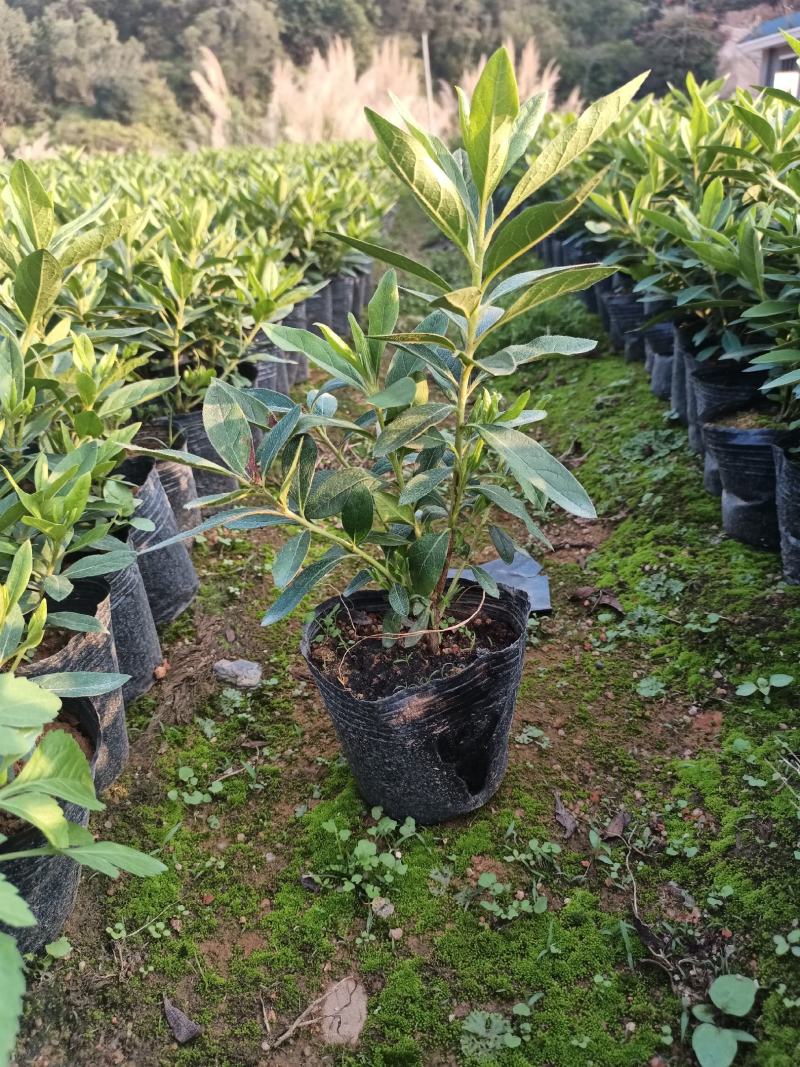 基地直供小袋中袋毛杜鹃