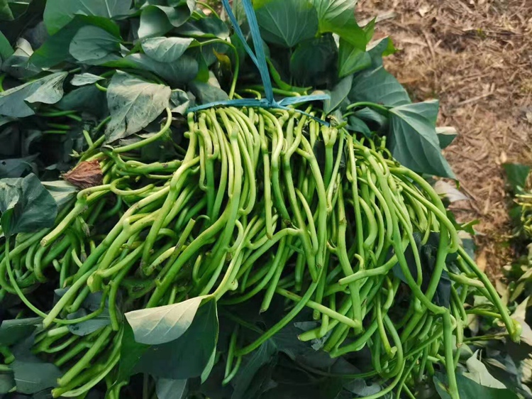 红薯豆芽搭配图