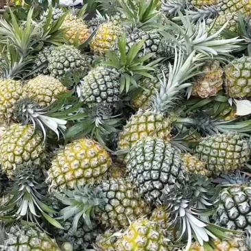 海南菠萝二级果欢迎采购