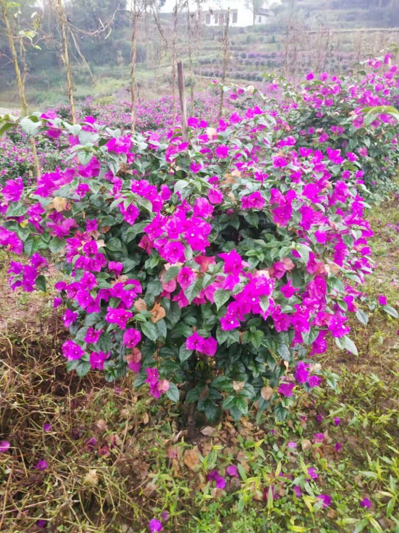 基地直销各规格三角梅红花藤条紫花藤条地笼子柱形等量大从优