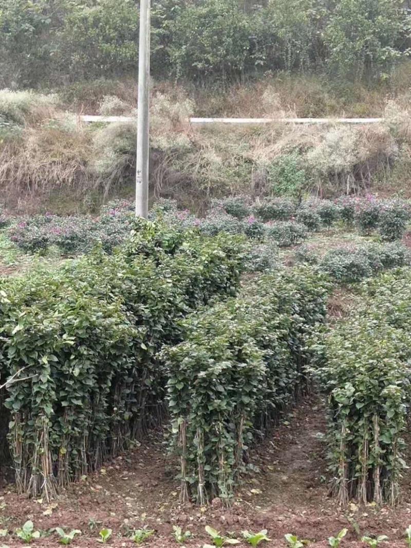 基地直销各规格三角梅红花藤条紫花藤条地笼子柱形等量大从优