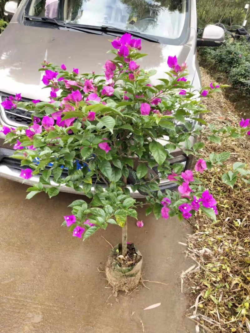 基地直销各规格三角梅红花藤条紫花藤条地笼子柱形等量大从优