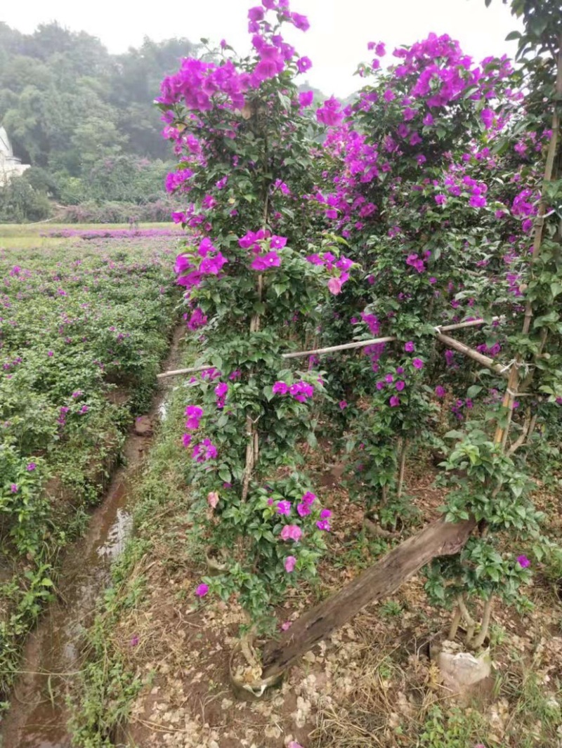 基地直销各规格三角梅红花藤条紫花藤条地笼子柱形等量大从优