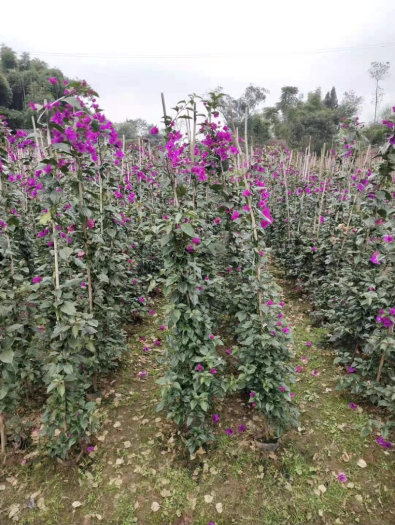 基地直销各规格三角梅红花藤条紫花藤条地笼子柱形等量大从优