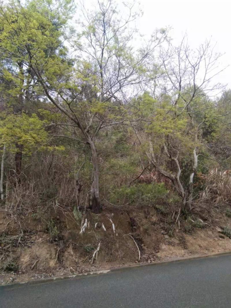 天然野生沙朴树15～30公分