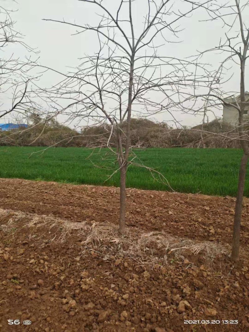柿子树6公公1000棵8公分500棵