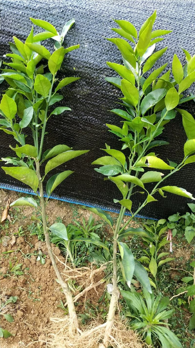 沃柑苗无溃疡苗子青秀免费提供种植技术支持