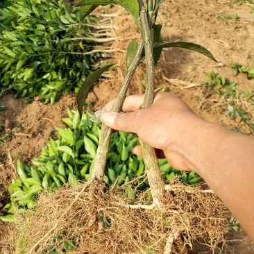 沃柑苗无溃疡苗子青秀免费提供种植技术支持