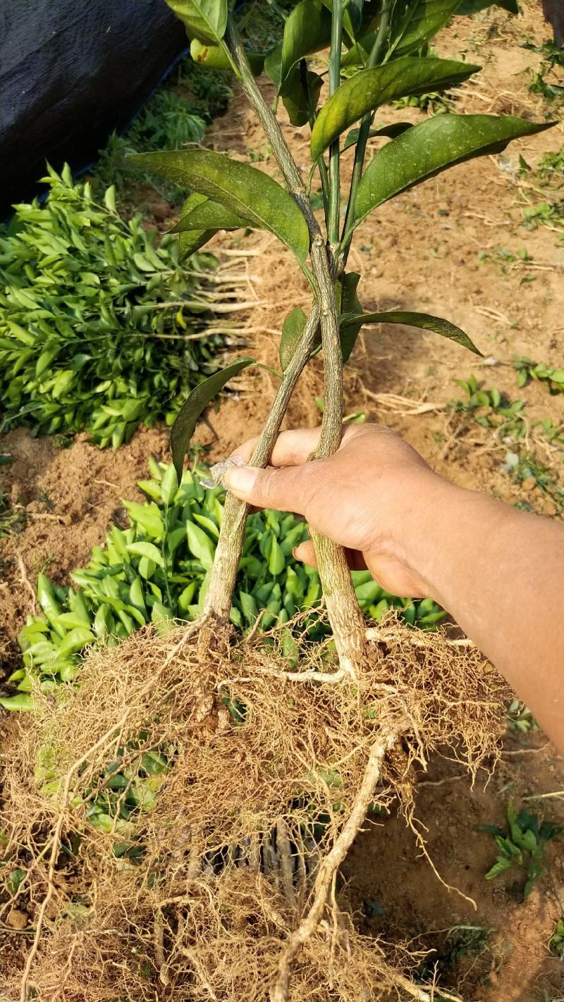 沃柑苗无溃疡苗子青秀免费提供种植技术支持