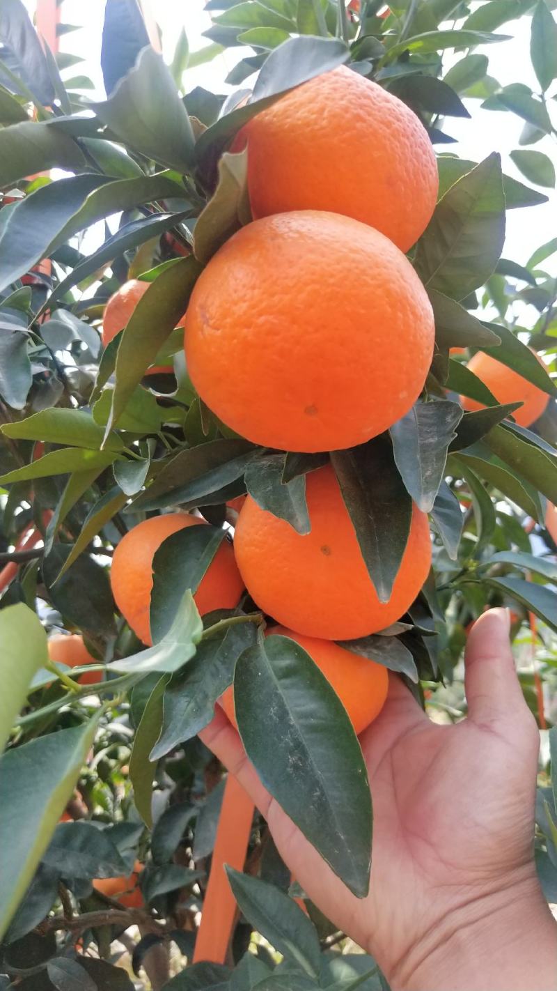 沃柑苗无溃疡苗子青秀免费提供种植技术支持