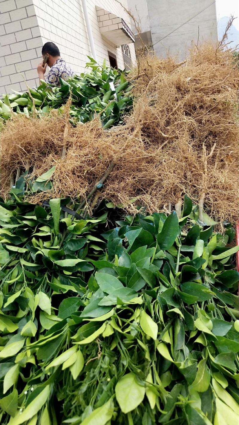 沃柑苗无溃疡苗子青秀免费提供种植技术支持