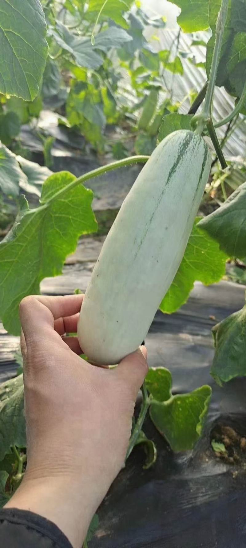 【欢迎来电咨询】博洋61口感脆甜，基地直发，量大从优