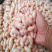 【精品】鲜鸡腰子，质量非常好，价格非常低欢迎来电咨询