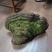 特大桑黄野生桑黄灵芝