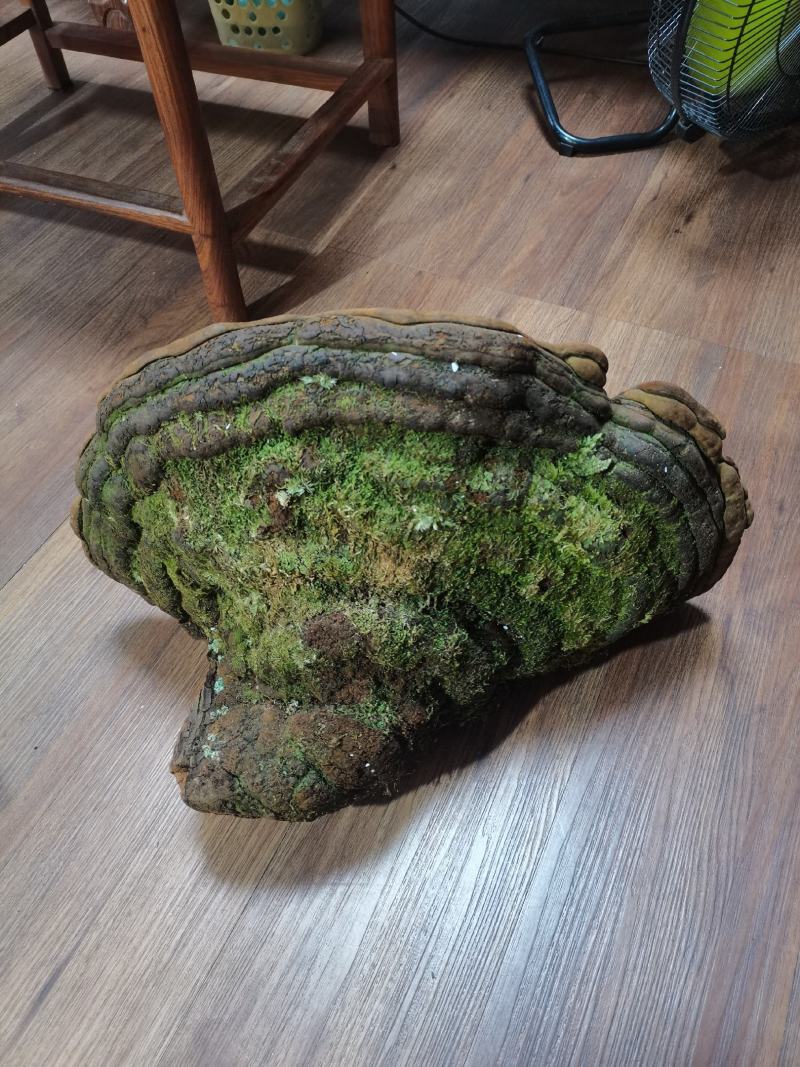 特大桑黄野生桑黄灵芝