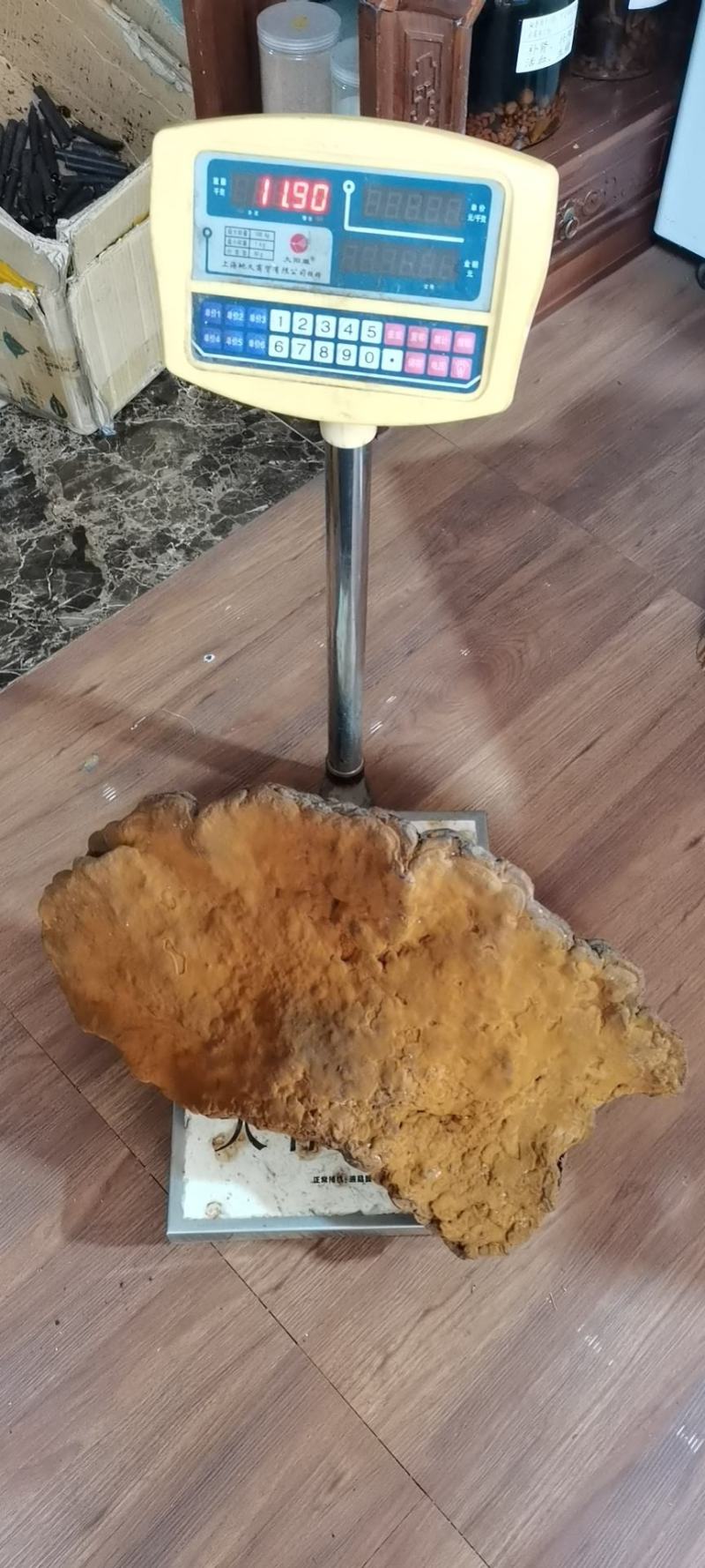特大桑黄野生桑黄灵芝